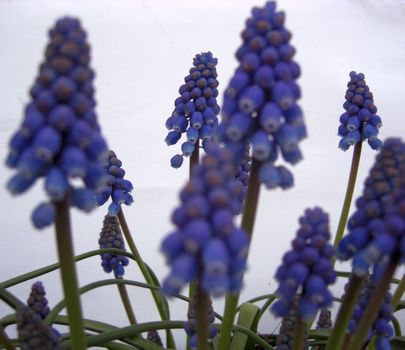  group of small spring plants called grape hyacinth. The botanical denomination is Muscari botryoides