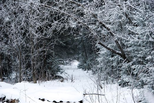 Winter landscape with the lane