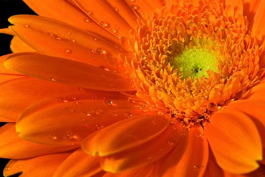 Closeup of pretty orange gerbera