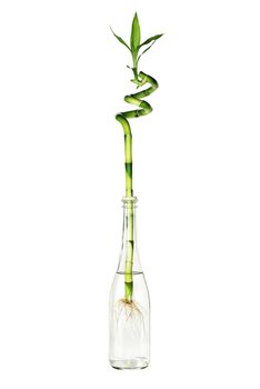 green bamboo with root and leaves in glass bottle with water isolated