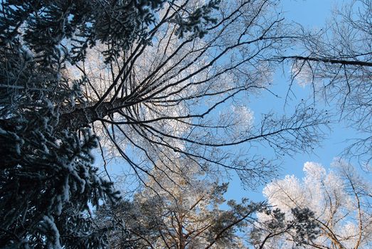 winter trees on skyblue background