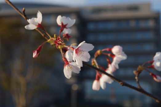 Pink cherry blossom diagonal across image