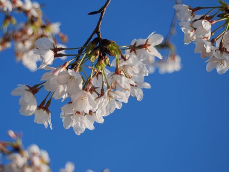 Sprig of white cherry blossom hangs downward against blue sky.