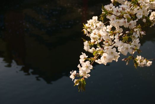 Late Cherry Blossom hangs over dark water.