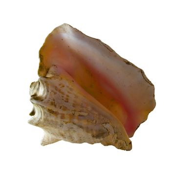 An isolated image of a conch shell.