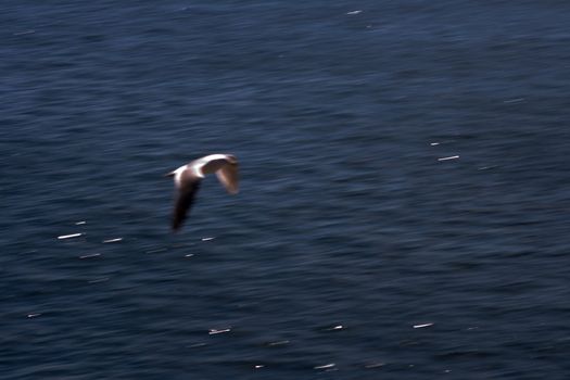 Seagull Flying over Ocean Fast was captured over the waters of Puget Sound at Seattle Washington. This blur represents the speed and motion of the bird in this abstract conceptual representation.
