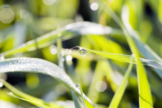 Green grass background with water droplets