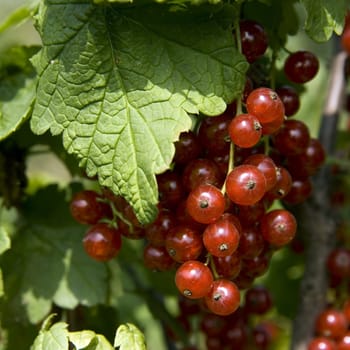 Photo of a bush of a red currant with berries