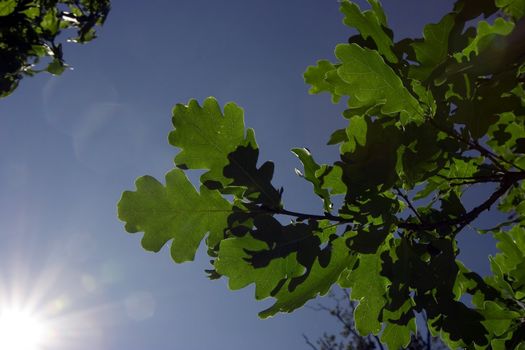 Photo of oak leaves against the solar sky