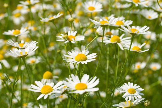 chamomiles meadow with green grass background, selective focus