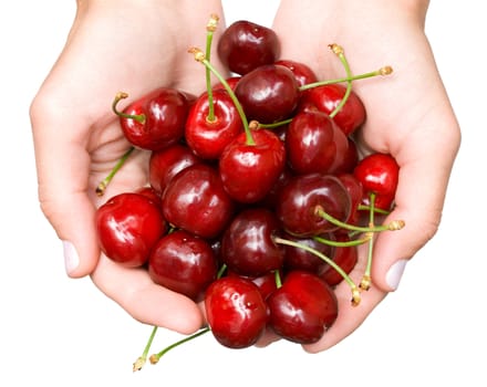 sweet cherries in hands, isolated on white