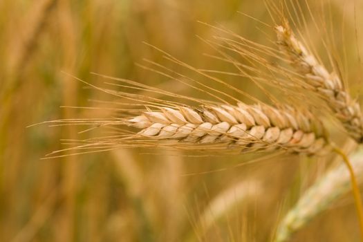 close-up ripe ear of wheat, selective focus