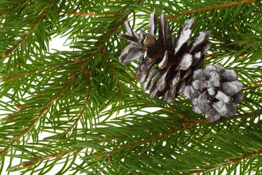 close-up fir branches and cones, isolated on white