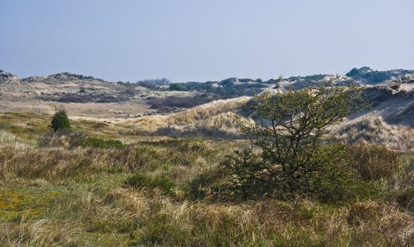 Dune landscape with bushes on day in spring