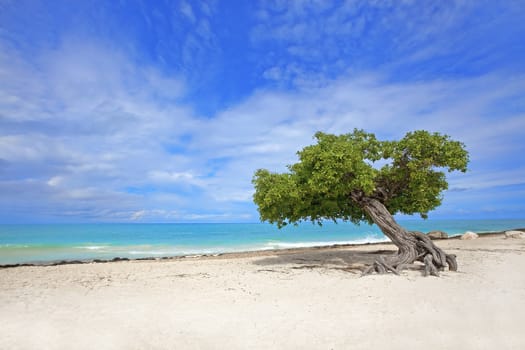 Divi divi tree on Eagle beach, Aruba 

