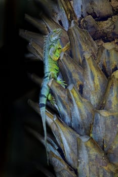 Green Iguana running up a tree on Aruba