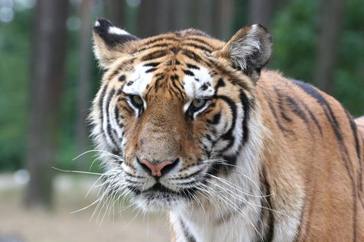 portrait of a tiger - angry look