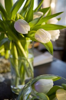  Bouquet of  tulip  in vase of glass. Decoration of dining table. 