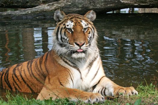 portrait of a sitting/laying/resting tiger