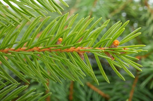 fir tree branch, macro shot