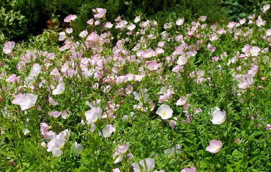 beautiful pink flowers meadow