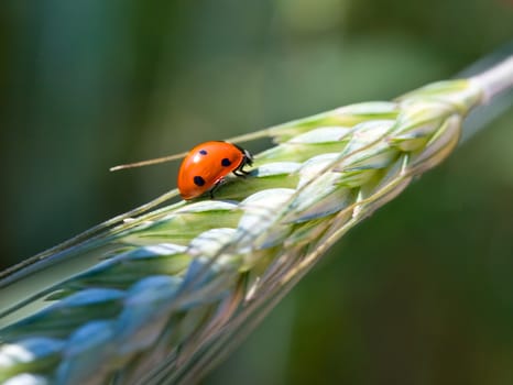 close-up ladybird on wheat ear, selective focus