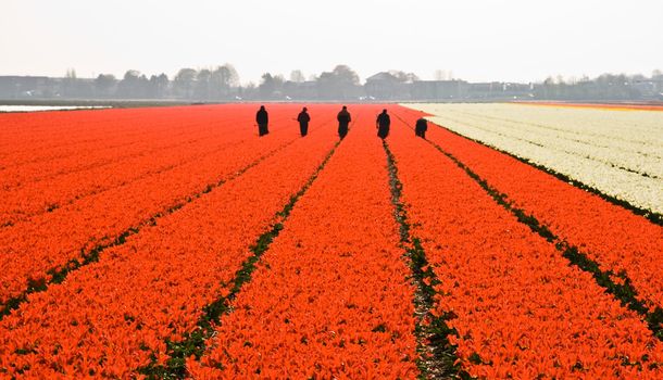 Men are removing wrong bulbs from field of red tulips