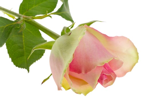 close-up beautiful white-pink rose, isolated on white