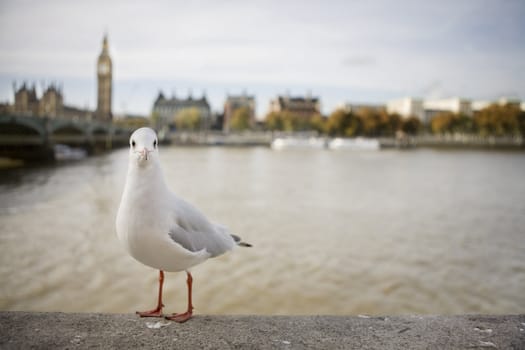 seagull front Big Ben. London
