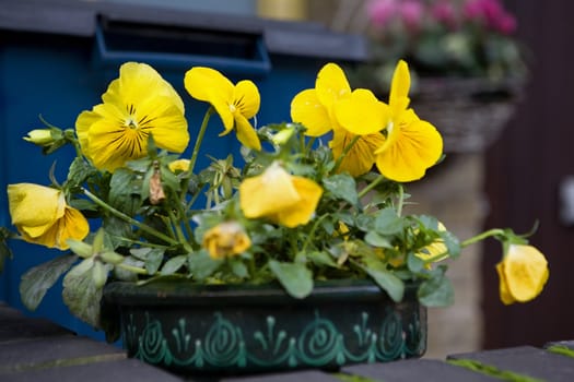 yellow violet on the street