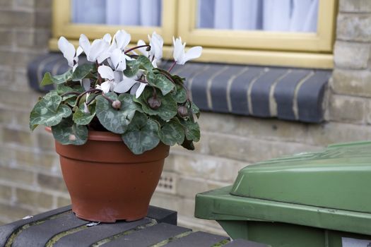 white cyclamen in vase on the street