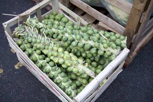 Brussels  sprout. Brassica oleracea Gemmifera Group. Market.