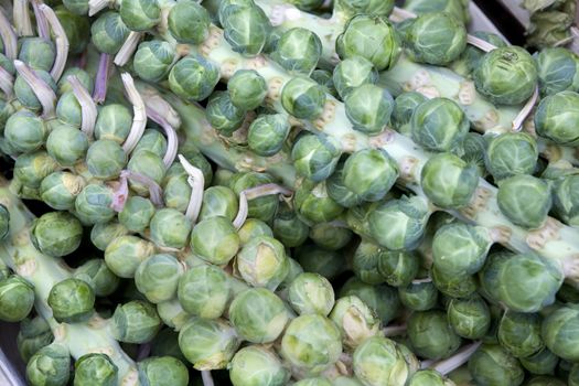 Brussels  sprout. Brassica oleracea Gemmifera Group. Market.