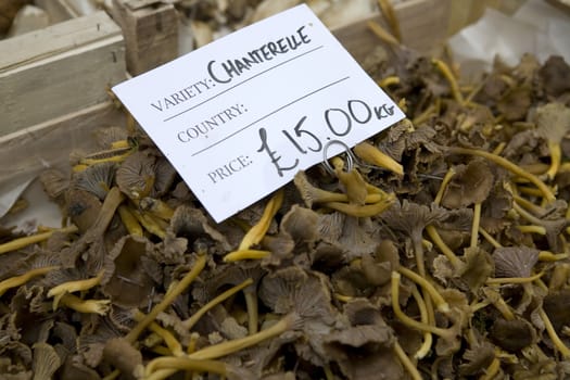 chanterelle in the box