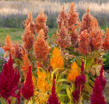 Feather duster like blossoms of the Plumed Cockscomb flower lit by the setting sun