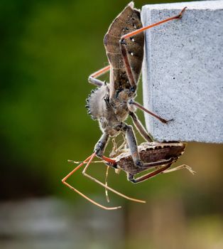 Rare shot of the predatory Assassin bug injecting venom into the body of a Stink or Shield bug