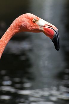 Image of a pink flamingo in the Dominican Republic.