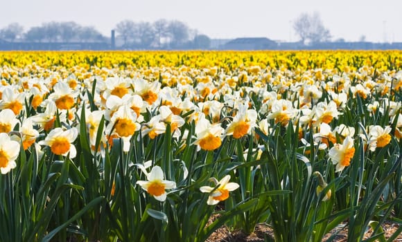 Fields full of daffodils in many colors blooming in the sun in spring