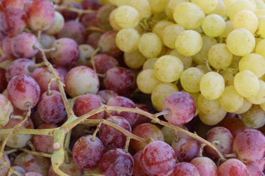 bunch of red and white grapes from aegean
