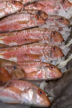 red fish. Fish market