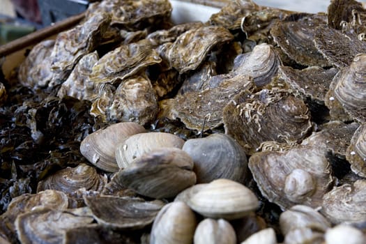 laminaria and oyster. Fish market