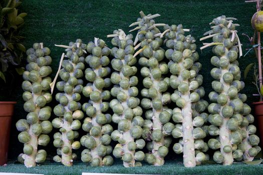 Brussels  sprout. Brassica oleracea Gemmifera Group. Market.