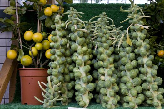 Brussels  sprout. Brassica oleracea Gemmifera Group. Market.