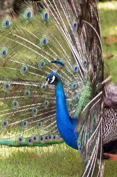 Colorful peacock displaying its feathers.