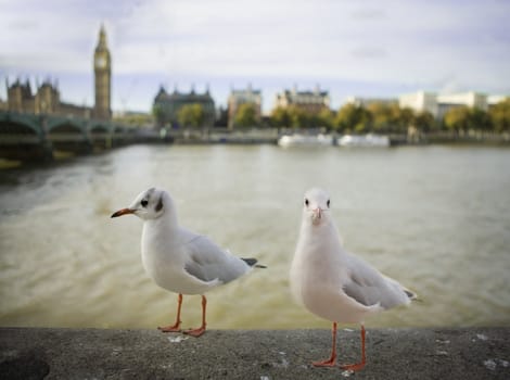 sea-gull flying London. UK