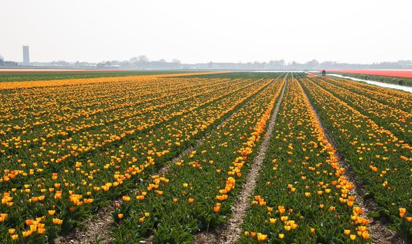 Field with yellow and orange tulips in april