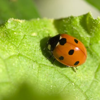 Photo of an insect of a ladybird on green sheet