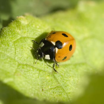 Photo of an insect of a ladybird on green sheet