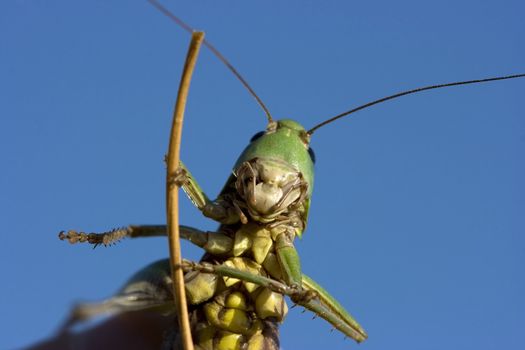 Photo closeup an insect a green grasshopper