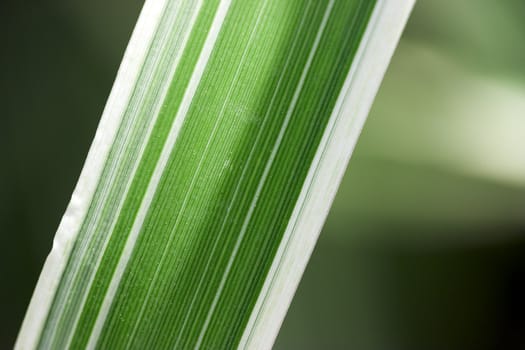 Photo of striped sheet closeup on a natural background